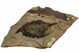 Fossil Leaf with Insect Predation - McAbee Fossil Beds, BC #215704-1